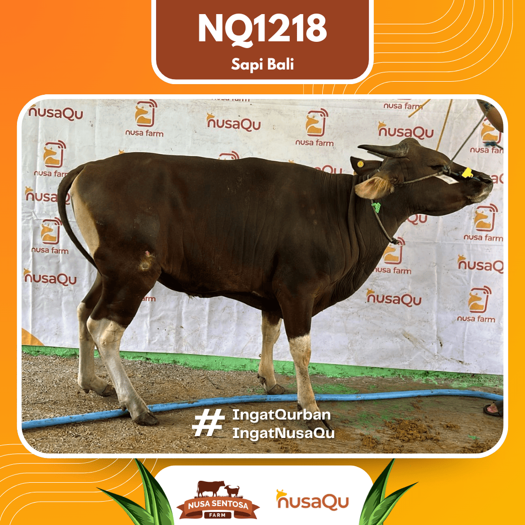 Sapi Sapi Bali NQ1218 2026 Bobot 385Kg