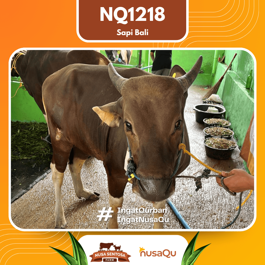 Sapi Sapi Bali NQ1218 2026 Bobot 385Kg foto 2