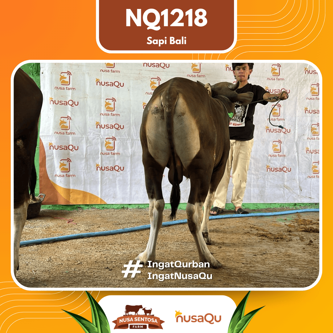Sapi Sapi Bali NQ1218 2026 Bobot 385Kg foto 3