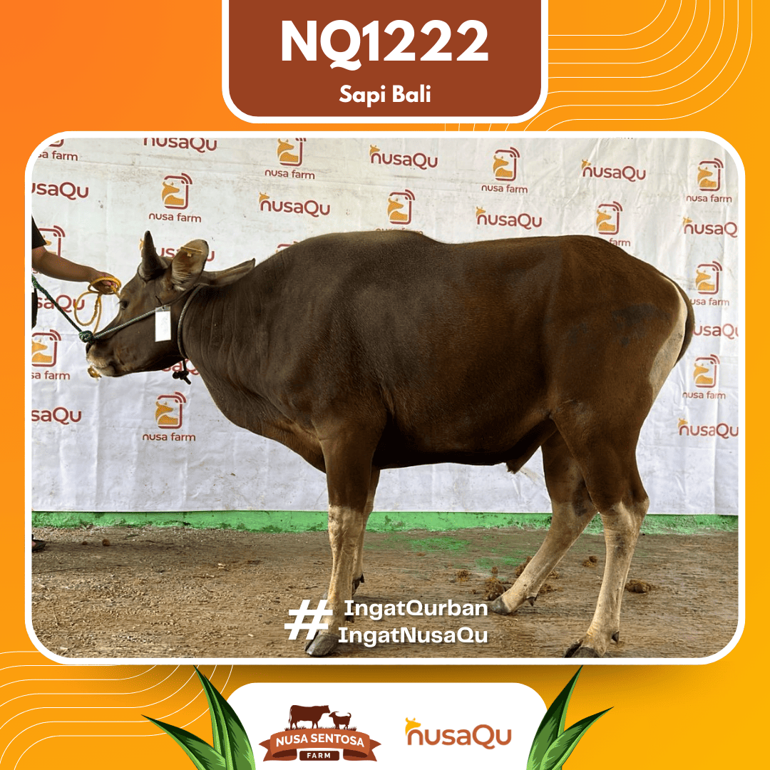 Sapi Sapi Bali NQ1222 2026 Bobot 382Kg