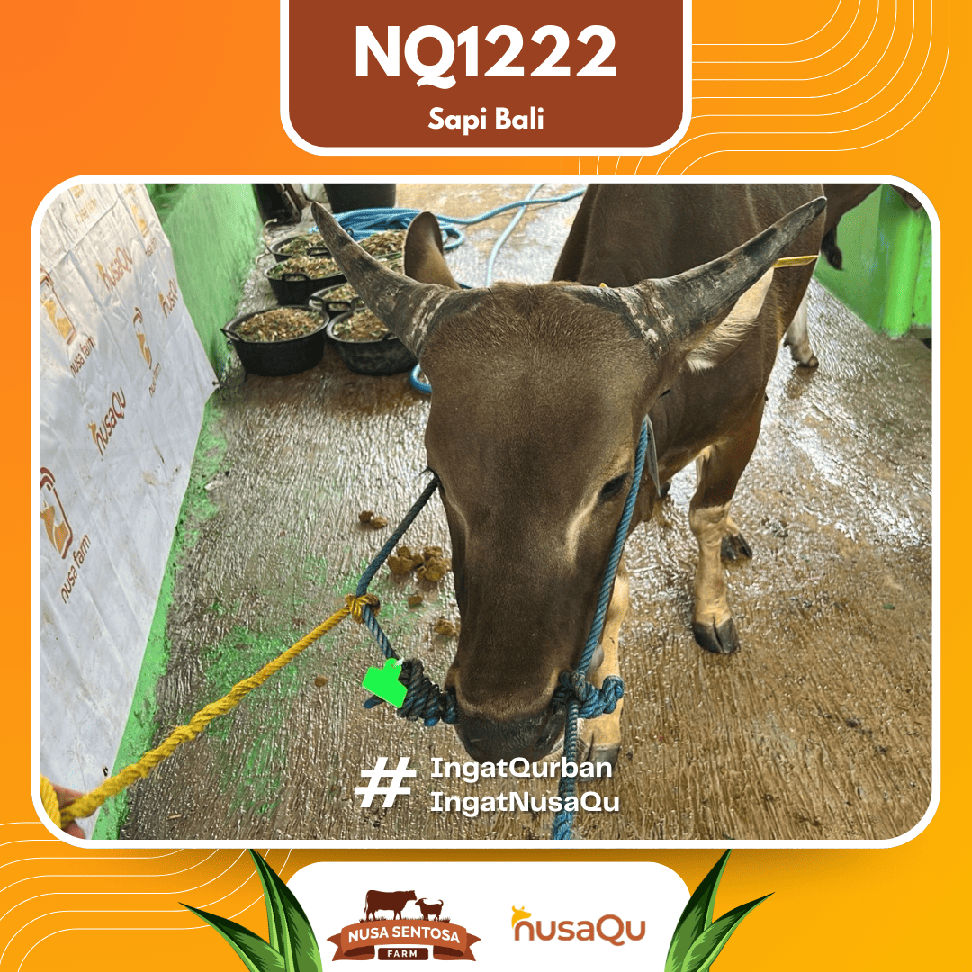 Sapi Sapi Bali NQ1222 2026 Bobot 382Kg foto 2