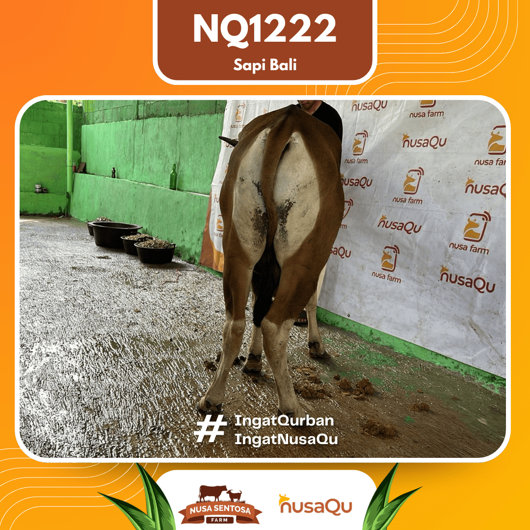 Sapi Sapi Bali NQ1222 2026 Bobot 382Kg foto 3