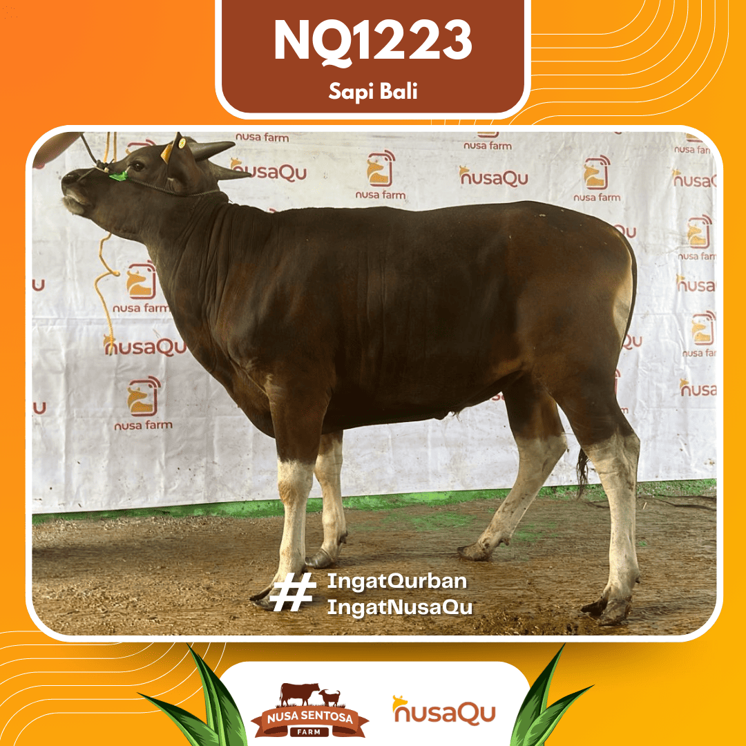 Sapi Sapi Bali NQ1223 2026 Bobot 386Kg