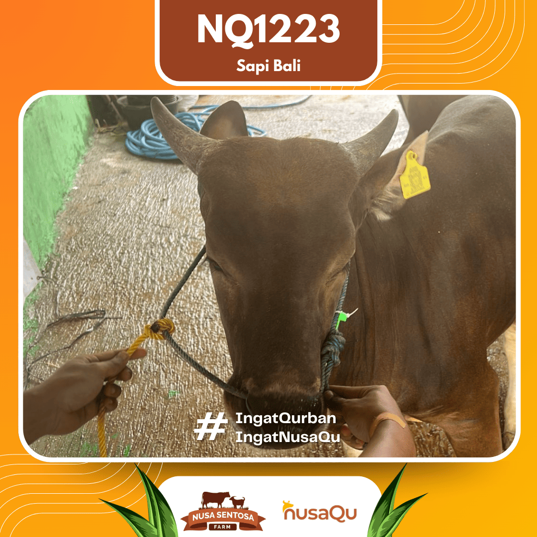 Sapi Sapi Bali NQ1223 2026 Bobot 386Kg foto 2