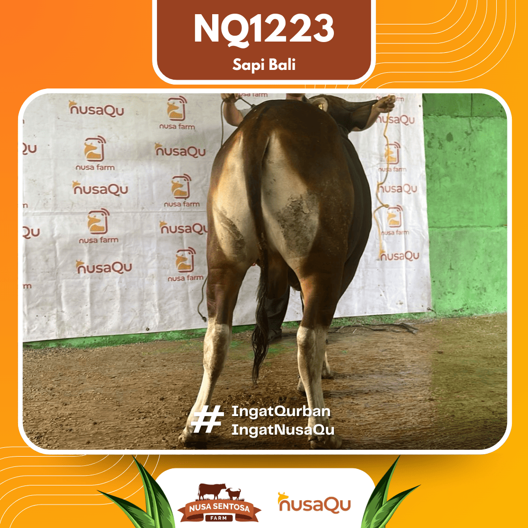 Sapi Sapi Bali NQ1223 2026 Bobot 386Kg foto 3