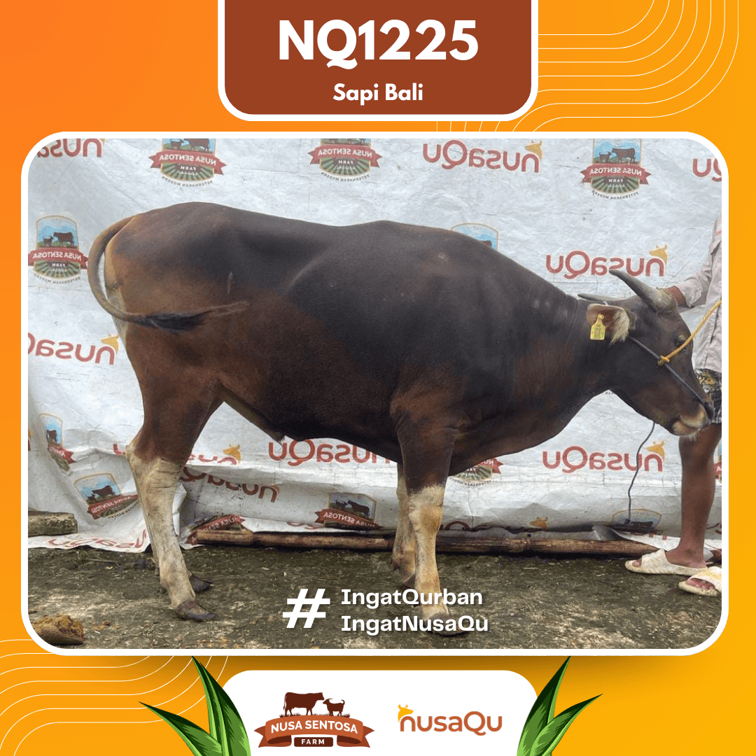 Sapi Sapi Bali NQ1225 2026 Bobot 353Kg