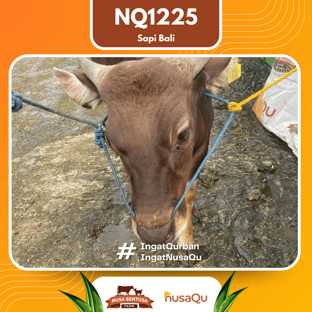 Sapi Sapi Bali NQ1225 2026 Bobot 353Kg foto 2