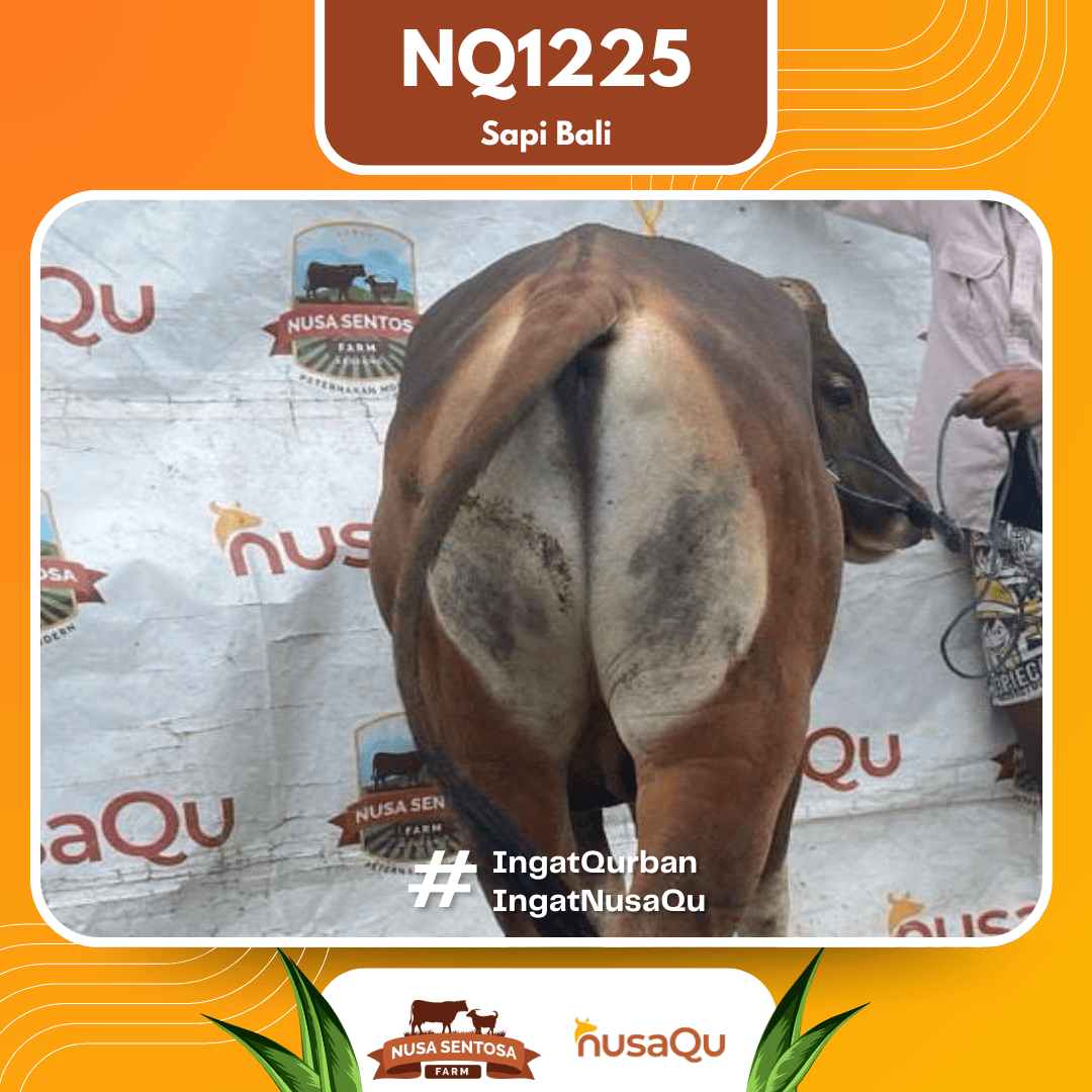 Sapi Sapi Bali NQ1225 2026 Bobot 353Kg foto 3
