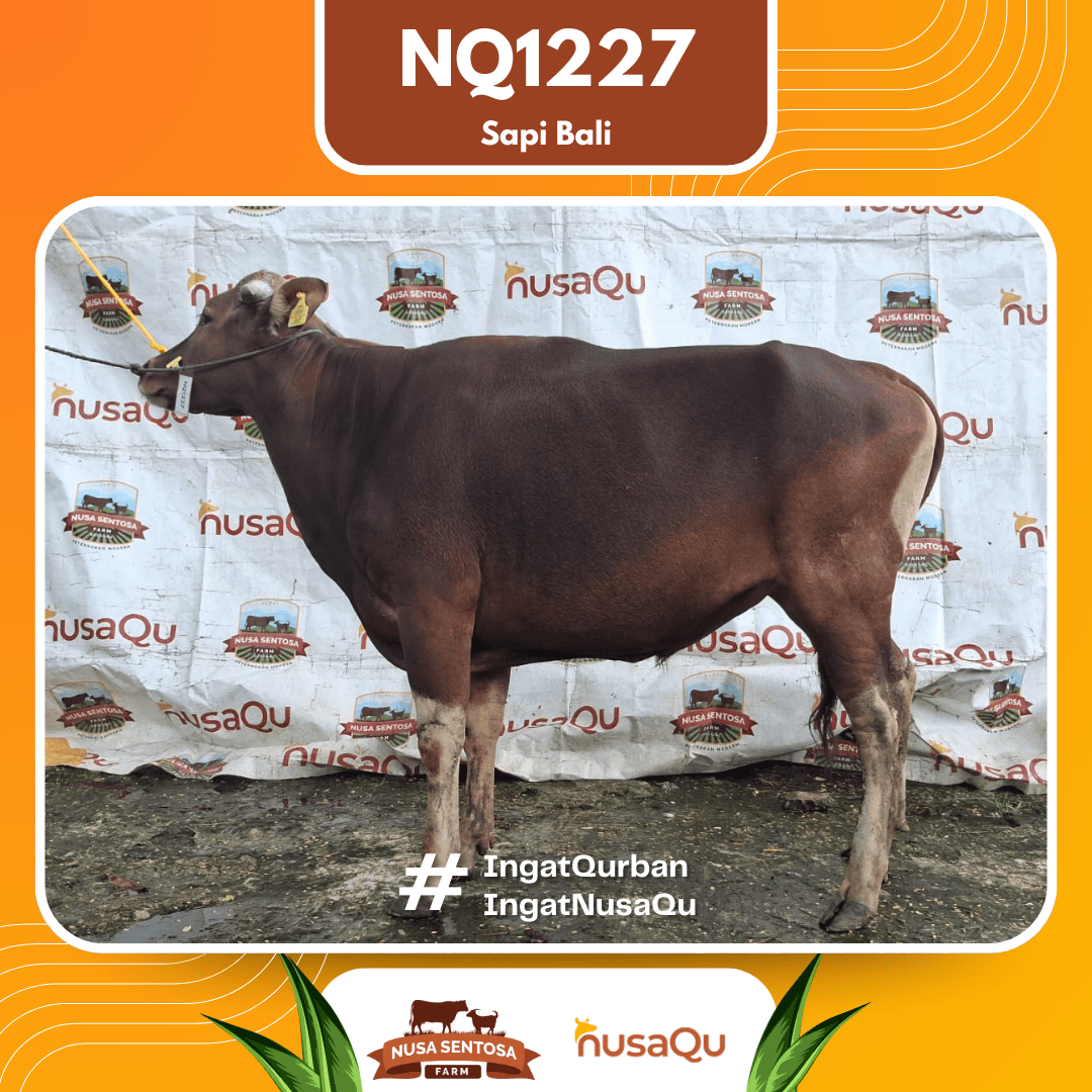 Sapi Sapi Bali NQ1227 2026 Bobot 388Kg