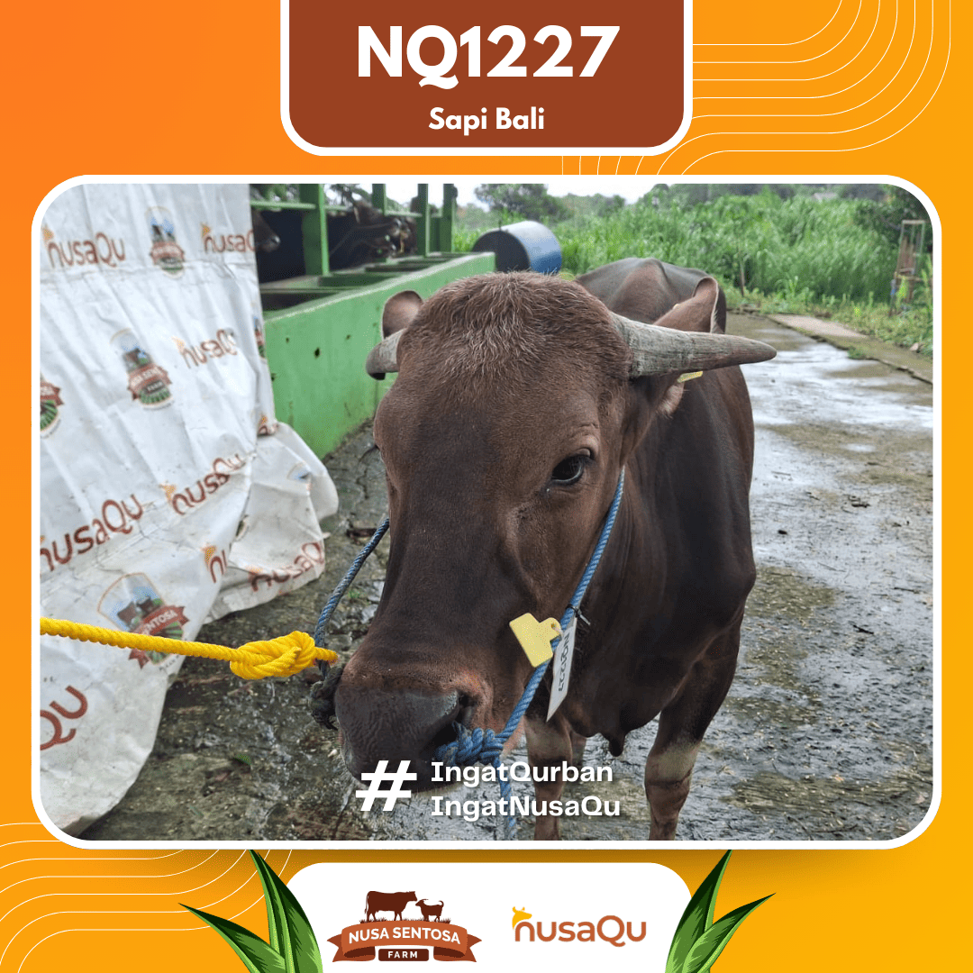 Sapi Sapi Bali NQ1227 2026 Bobot 388Kg foto 2