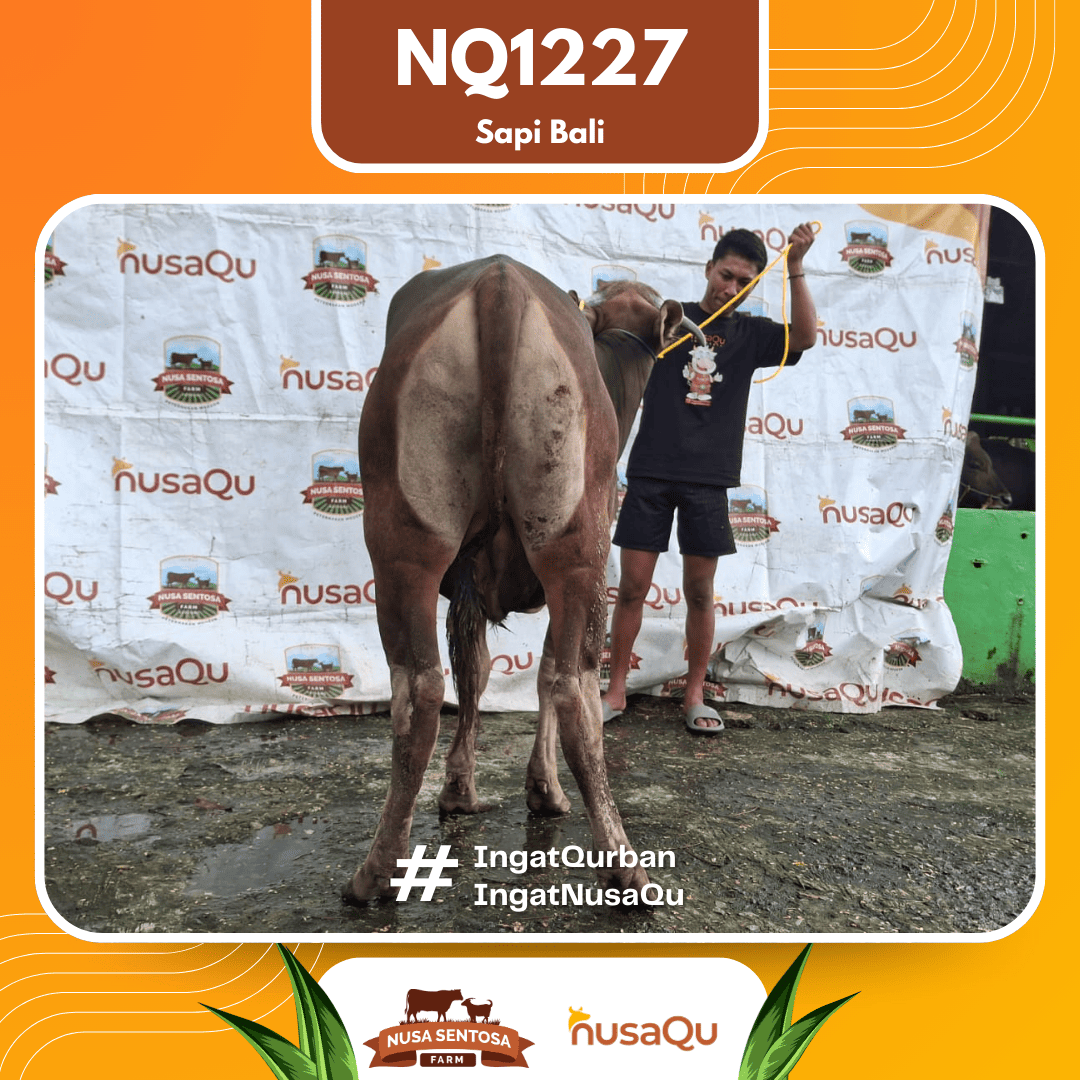 Sapi Sapi Bali NQ1227 2026 Bobot 388Kg foto 3