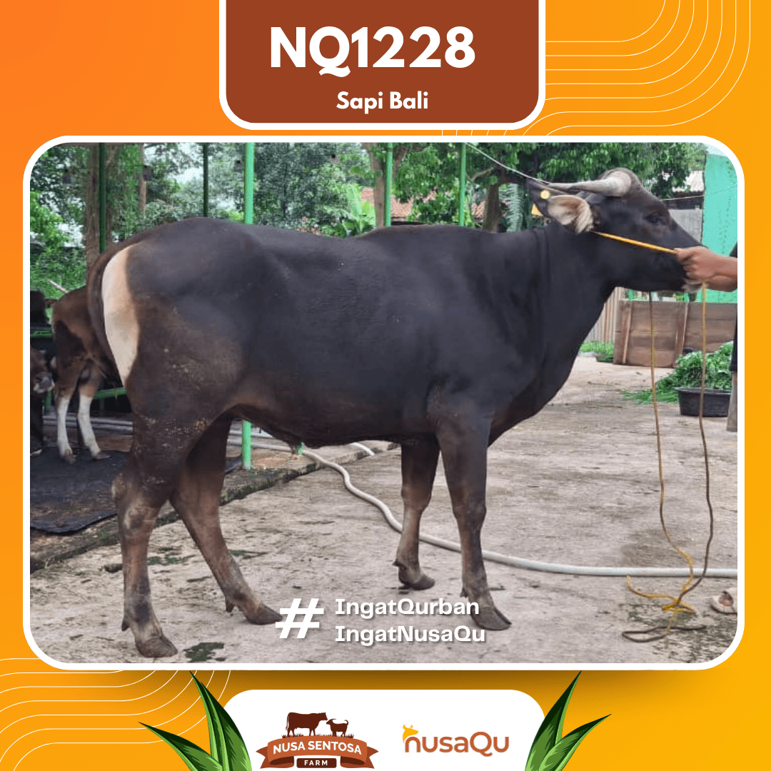 Sapi Sapi Bali NQ1228 2026 Bobot 410Kg