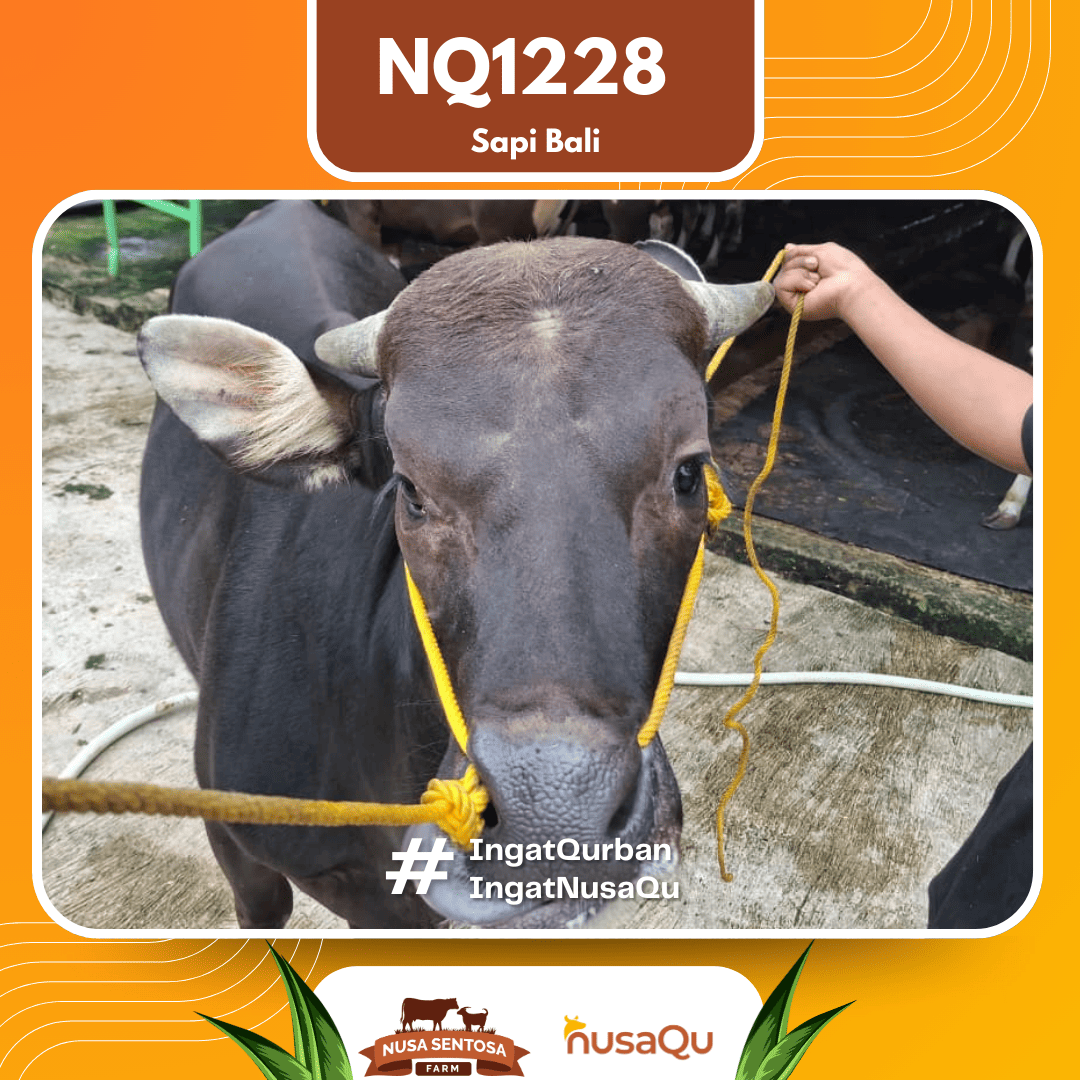 Sapi Sapi Bali NQ1228 2026 Bobot 410Kg foto 2