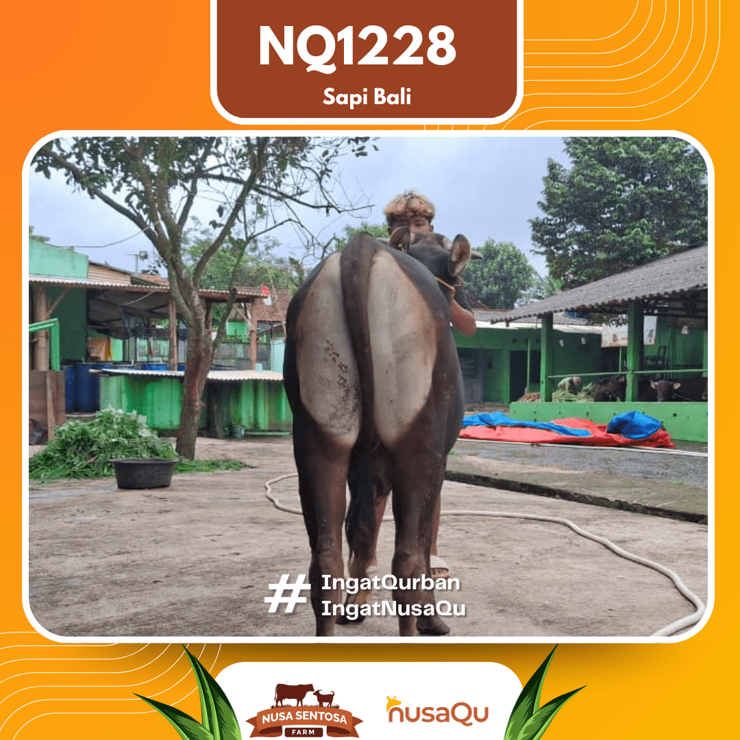 Sapi Sapi Bali NQ1228 2026 Bobot 410Kg foto 3