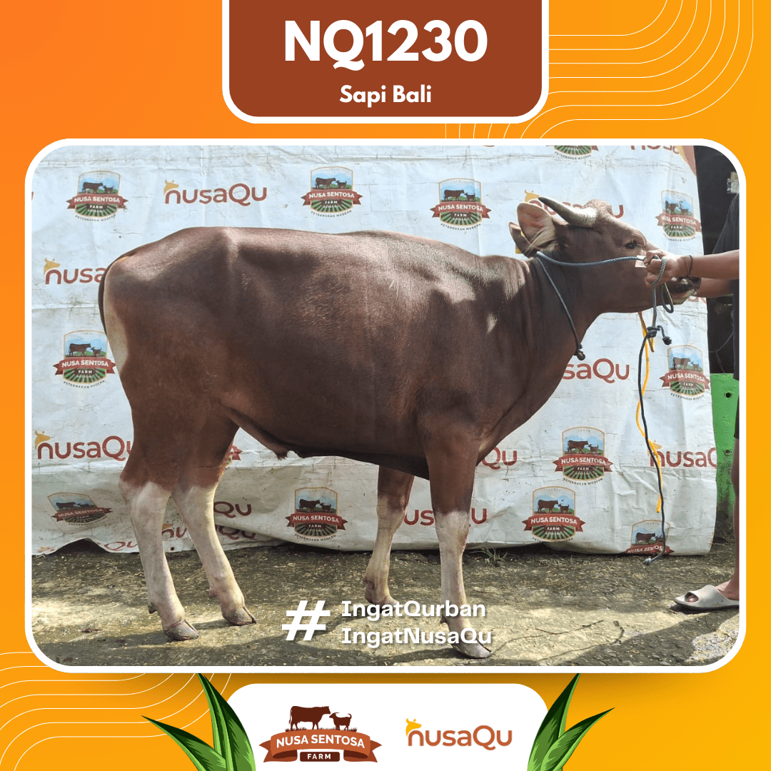 Sapi Sapi Bali NQ1230 2026 Bobot 411Kg