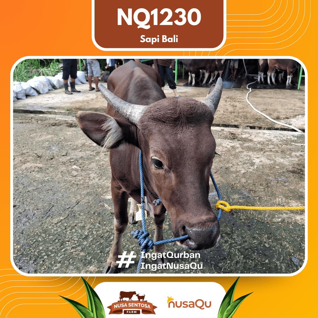 Sapi Sapi Bali NQ1230 2026 Bobot 411Kg foto 2