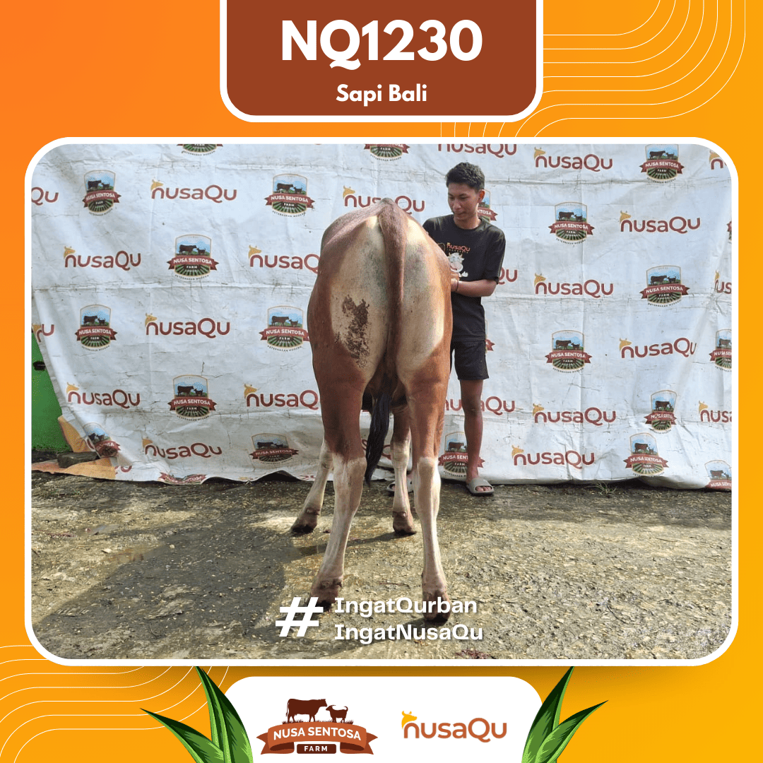Sapi Sapi Bali NQ1230 2026 Bobot 411Kg foto 3