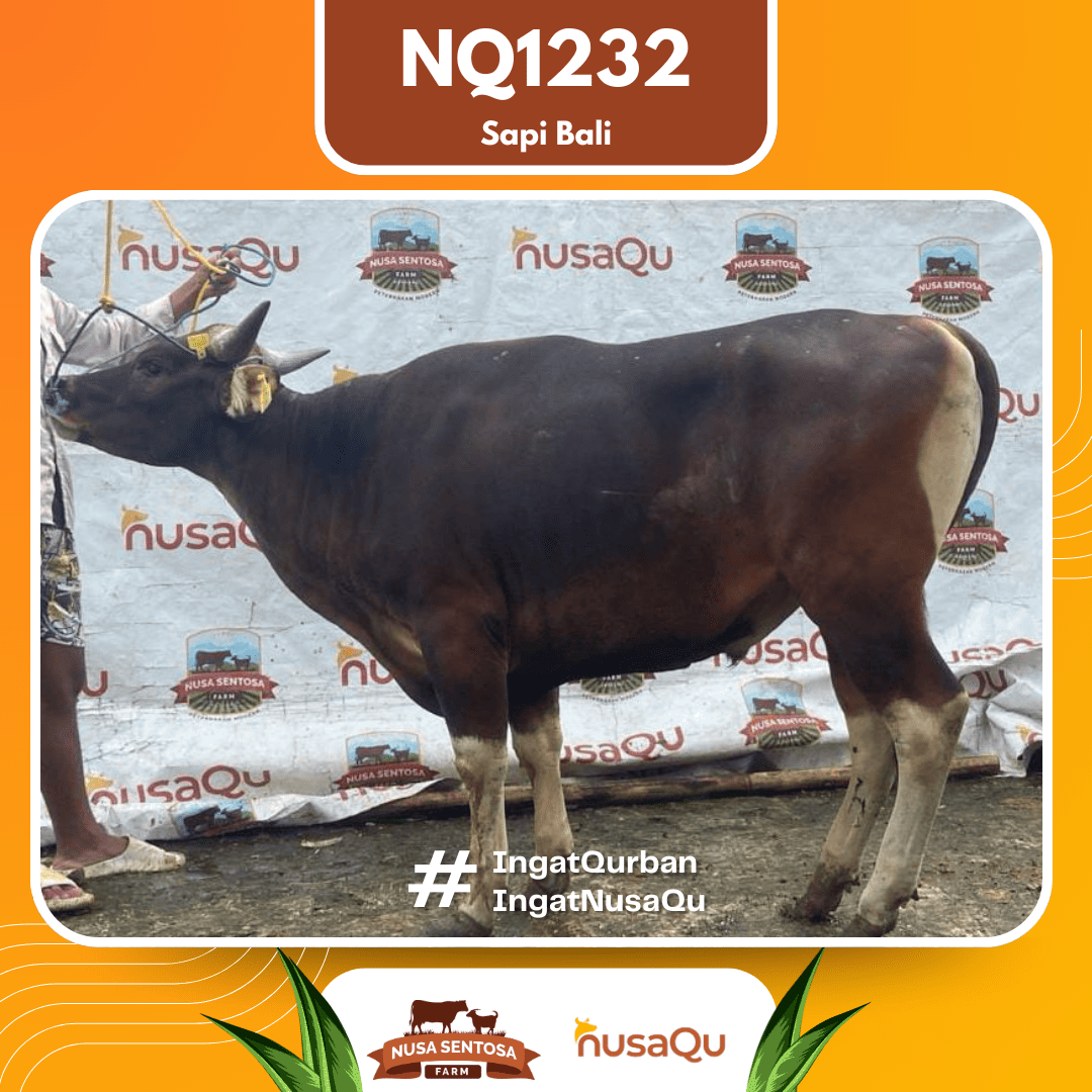 Sapi Sapi Bali NQ1232 2026 Bobot 393Kg