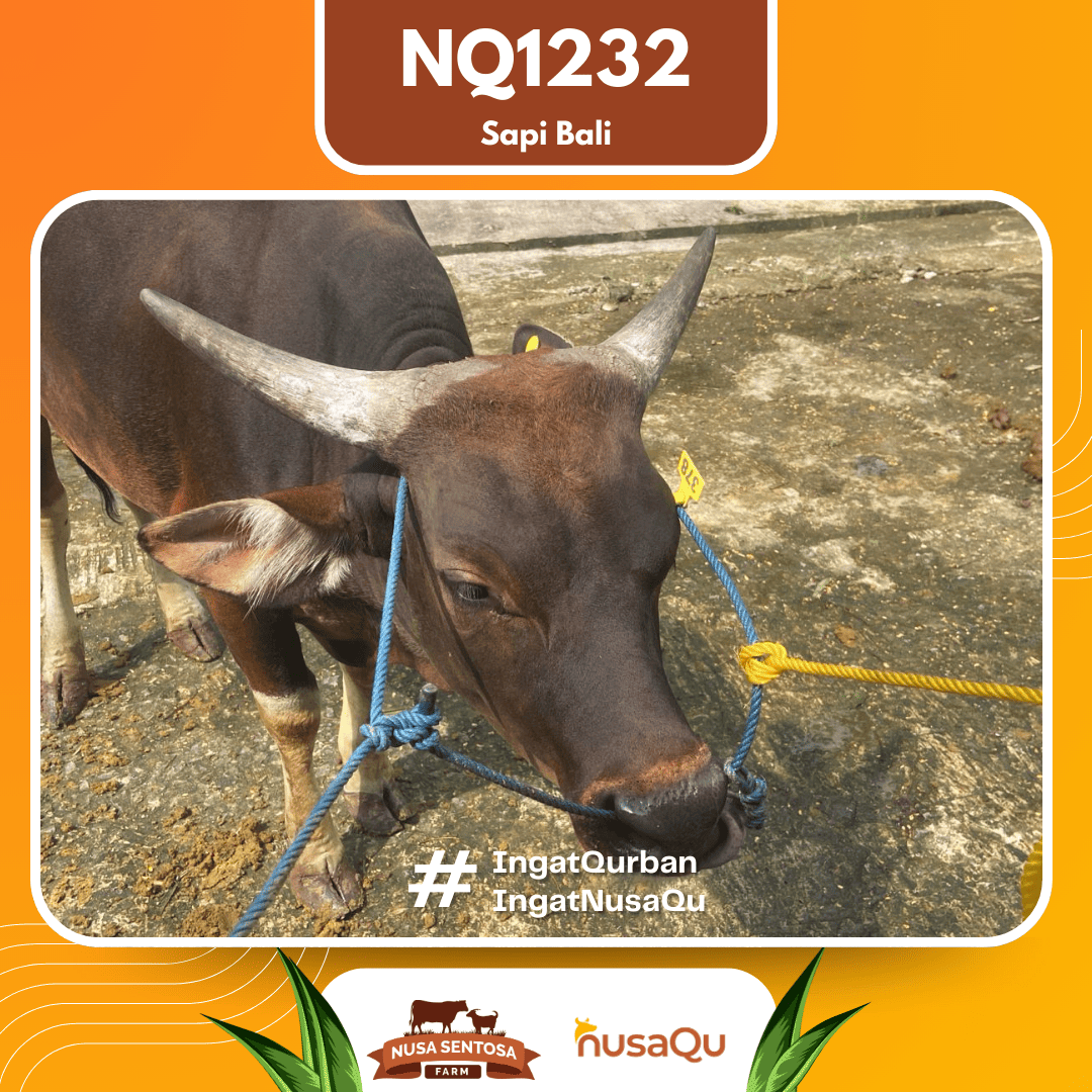 Sapi Sapi Bali NQ1232 2026 Bobot 393Kg foto 2