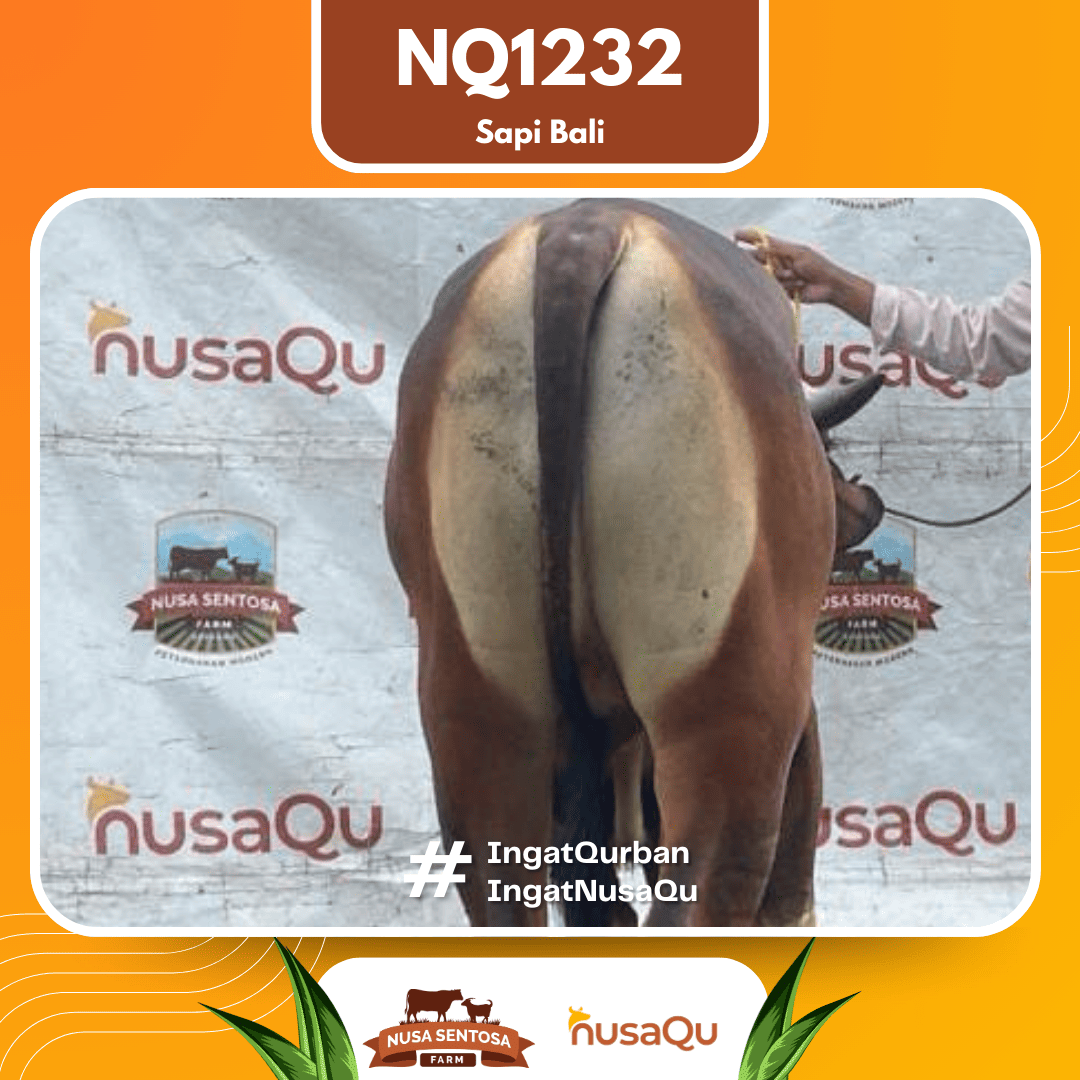 Sapi Sapi Bali NQ1232 2026 Bobot 393Kg foto 3
