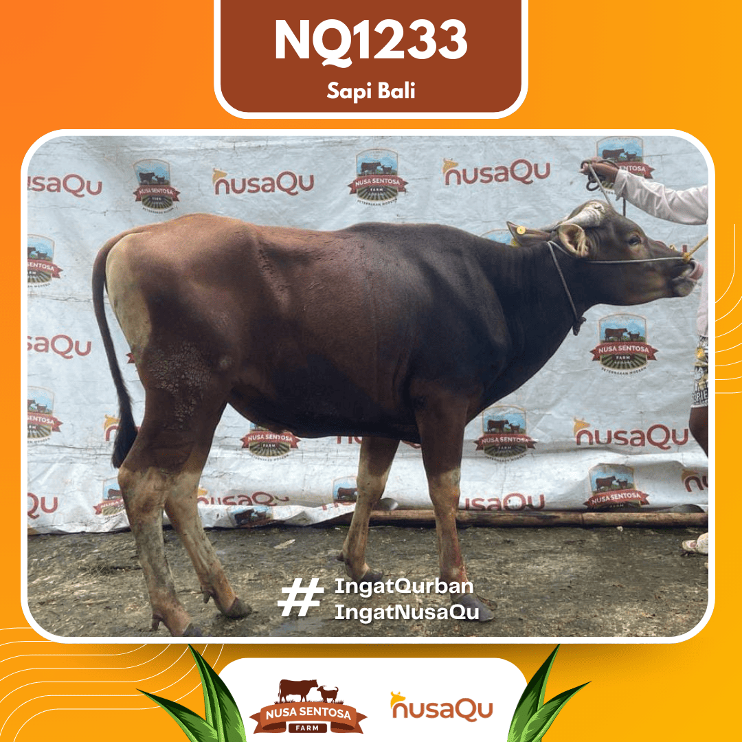 Sapi Sapi Bali NQ1233 2026 Bobot 372Kg