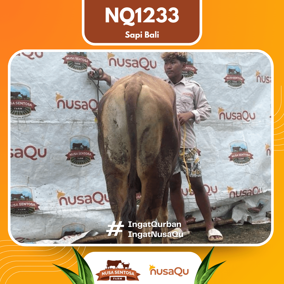 Sapi Sapi Bali NQ1233 2026 Bobot 372Kg foto 3