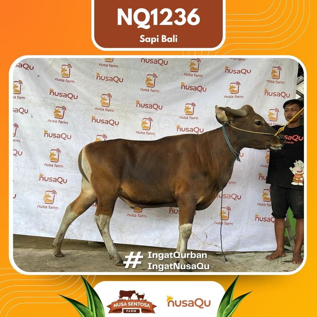 Sapi Sapi Bali NQ1236 2026 Bobot 373Kg
