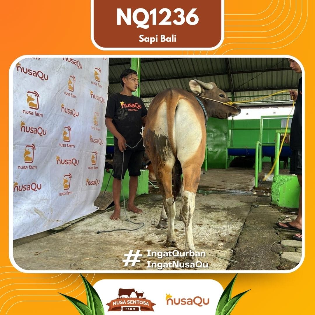 Sapi Sapi Bali NQ1236 2026 Bobot 373Kg foto 3