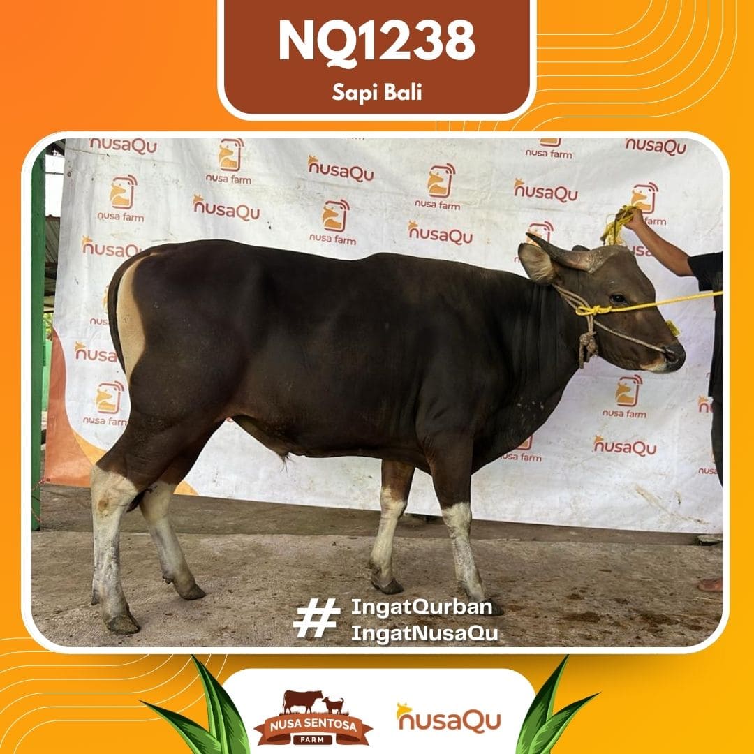 Sapi Sapi Bali NQ1238 2026 Bobot 413Kg