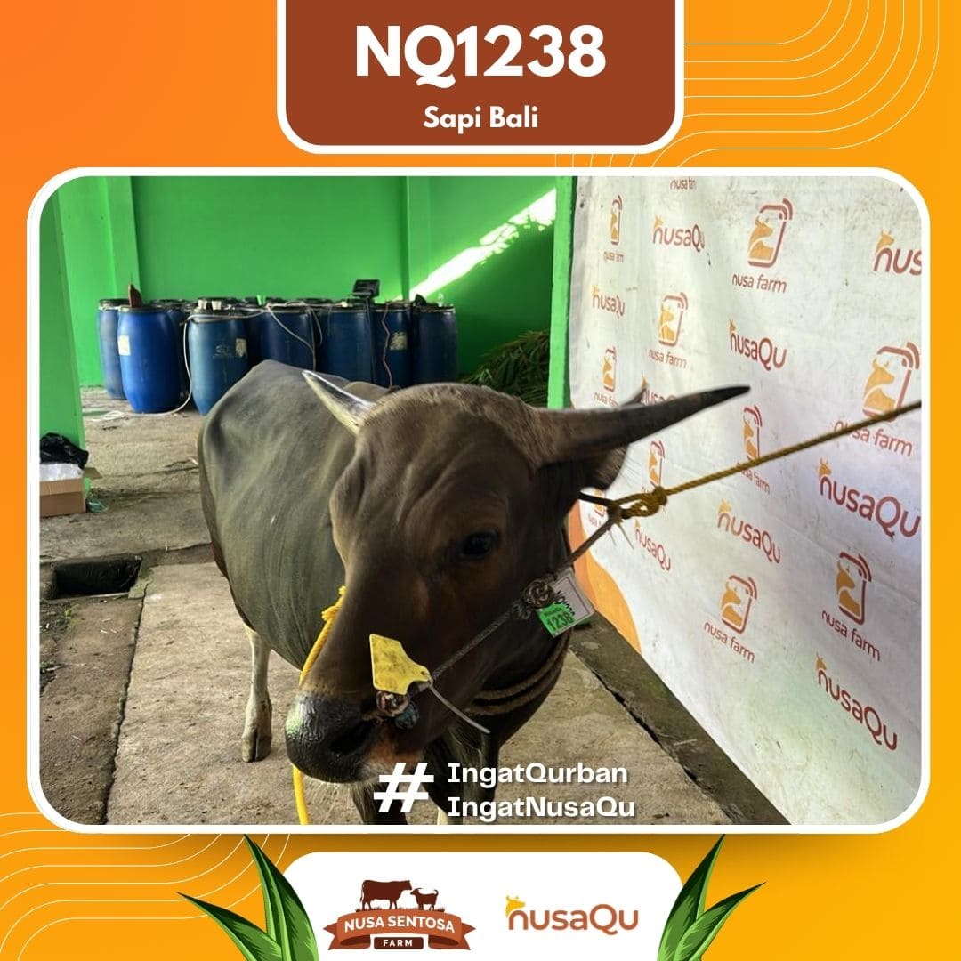 Sapi Sapi Bali NQ1238 2026 Bobot 413Kg foto 2