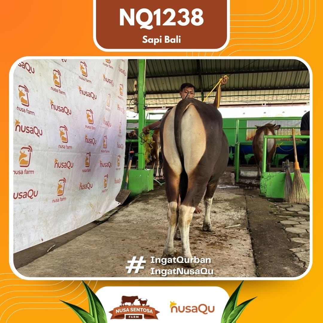 Sapi Sapi Bali NQ1238 2026 Bobot 413Kg foto 3