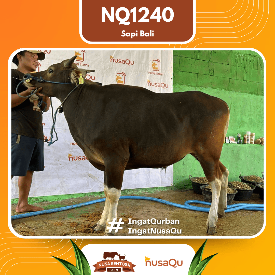 Sapi Sapi Bali NQ1240 2026 Bobot 398Kg