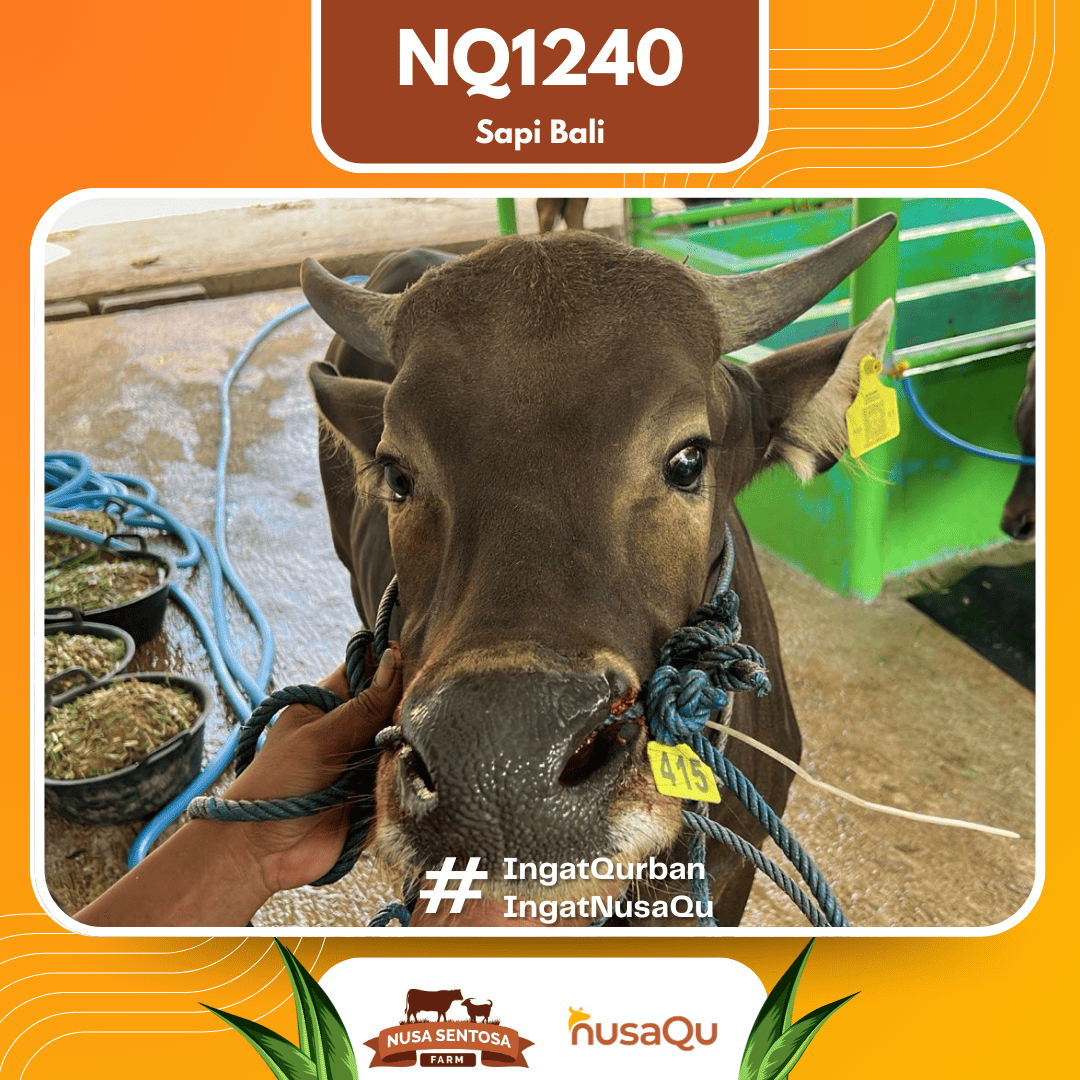 Sapi Sapi Bali NQ1240 2026 Bobot 398Kg foto 2