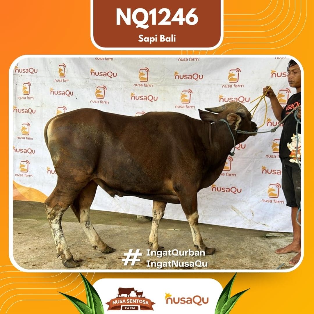 Sapi Sapi Bali NQ1246 2026 Bobot 367Kg