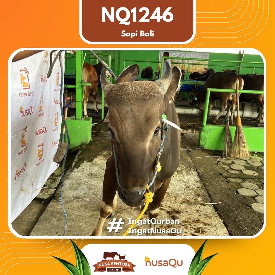 Sapi Sapi Bali NQ1246 2026 Bobot 367Kg foto 2