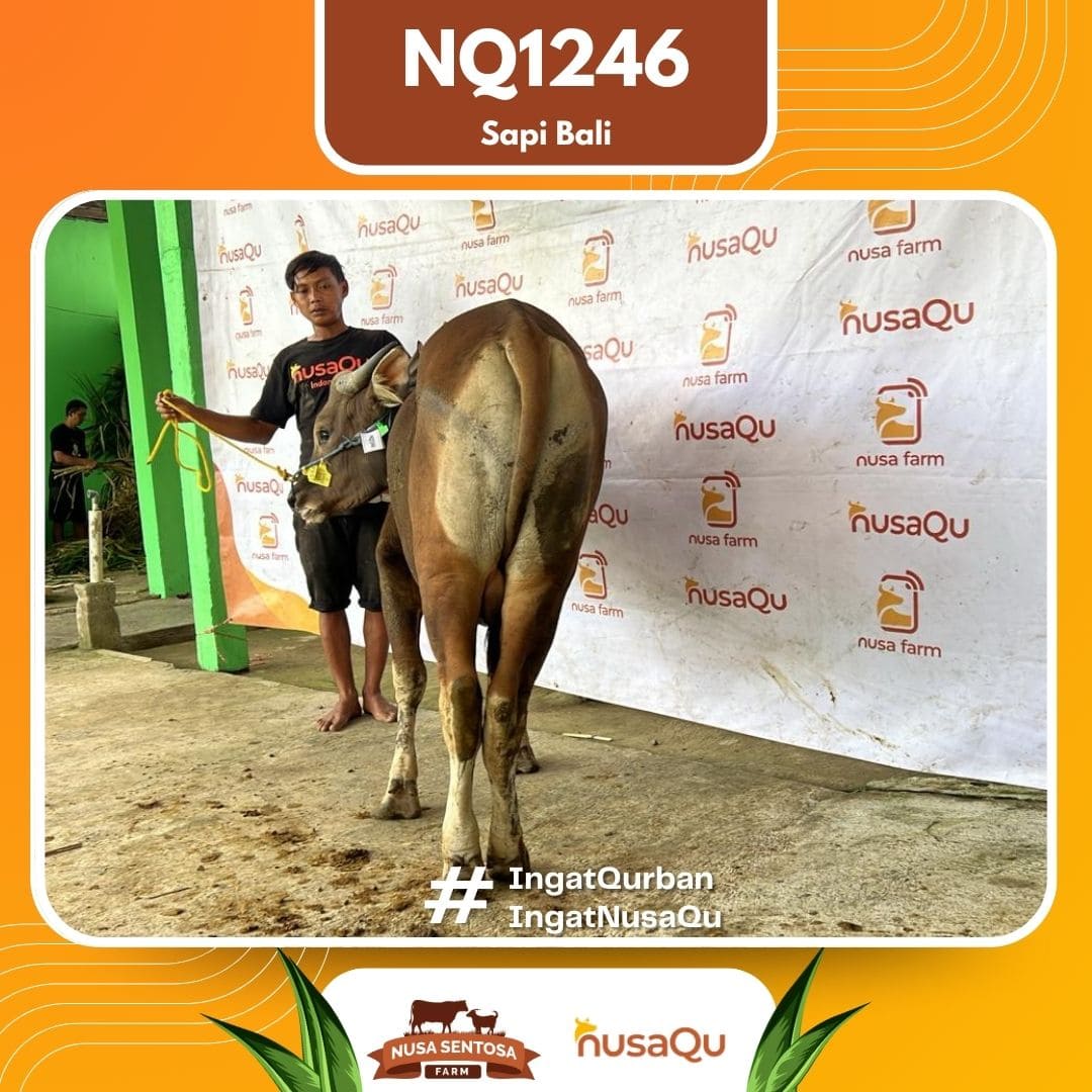 Sapi Sapi Bali NQ1246 2026 Bobot 367Kg foto 3