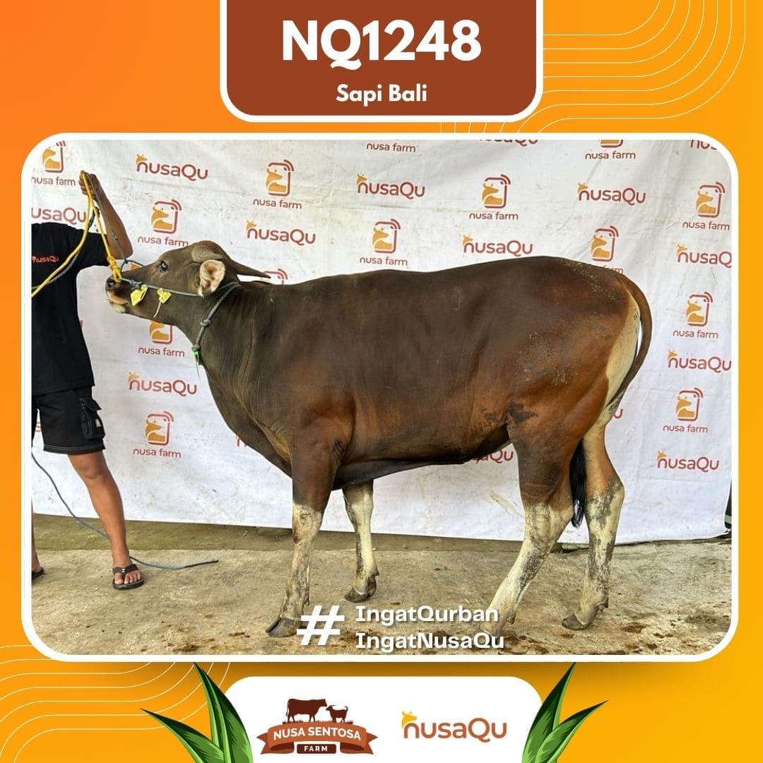 Sapi Sapi Bali NQ1248 2026 Bobot 394Kg