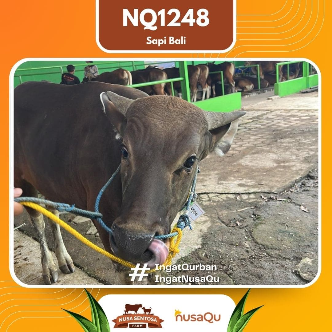 Sapi Sapi Bali NQ1248 2026 Bobot 394Kg foto 2