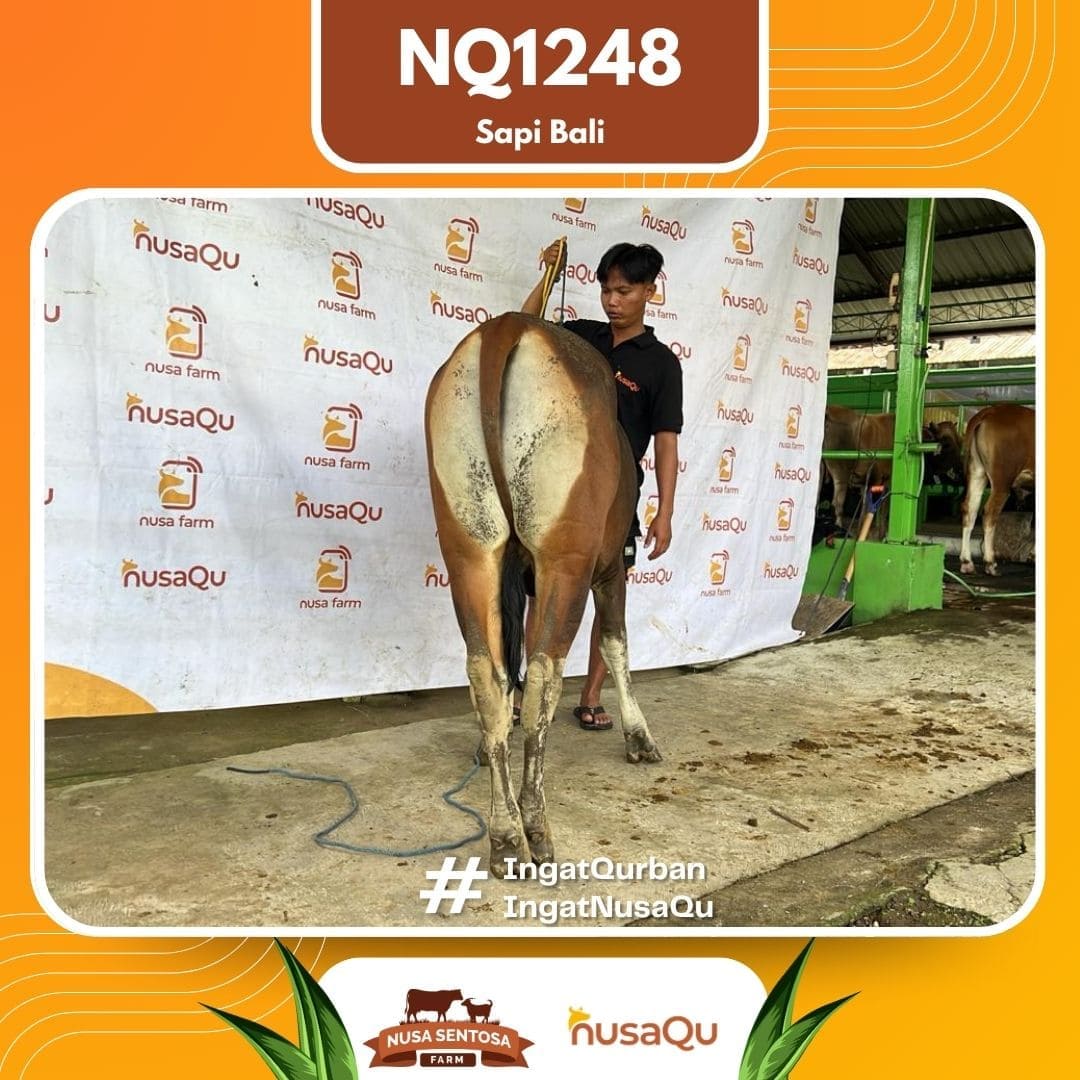 Sapi Sapi Bali NQ1248 2026 Bobot 394Kg foto 3