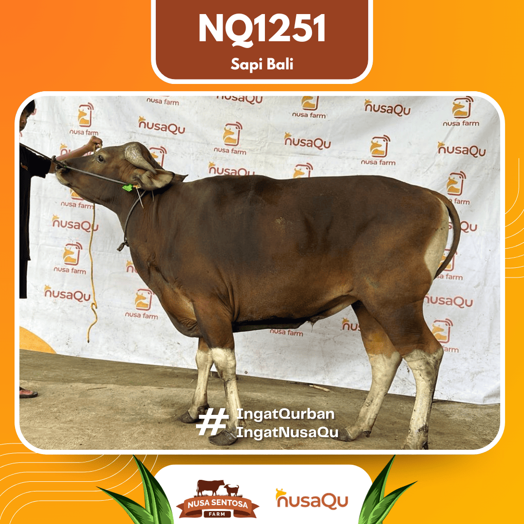 Sapi Sapi Bali NQ1251 2026 Bobot 402Kg