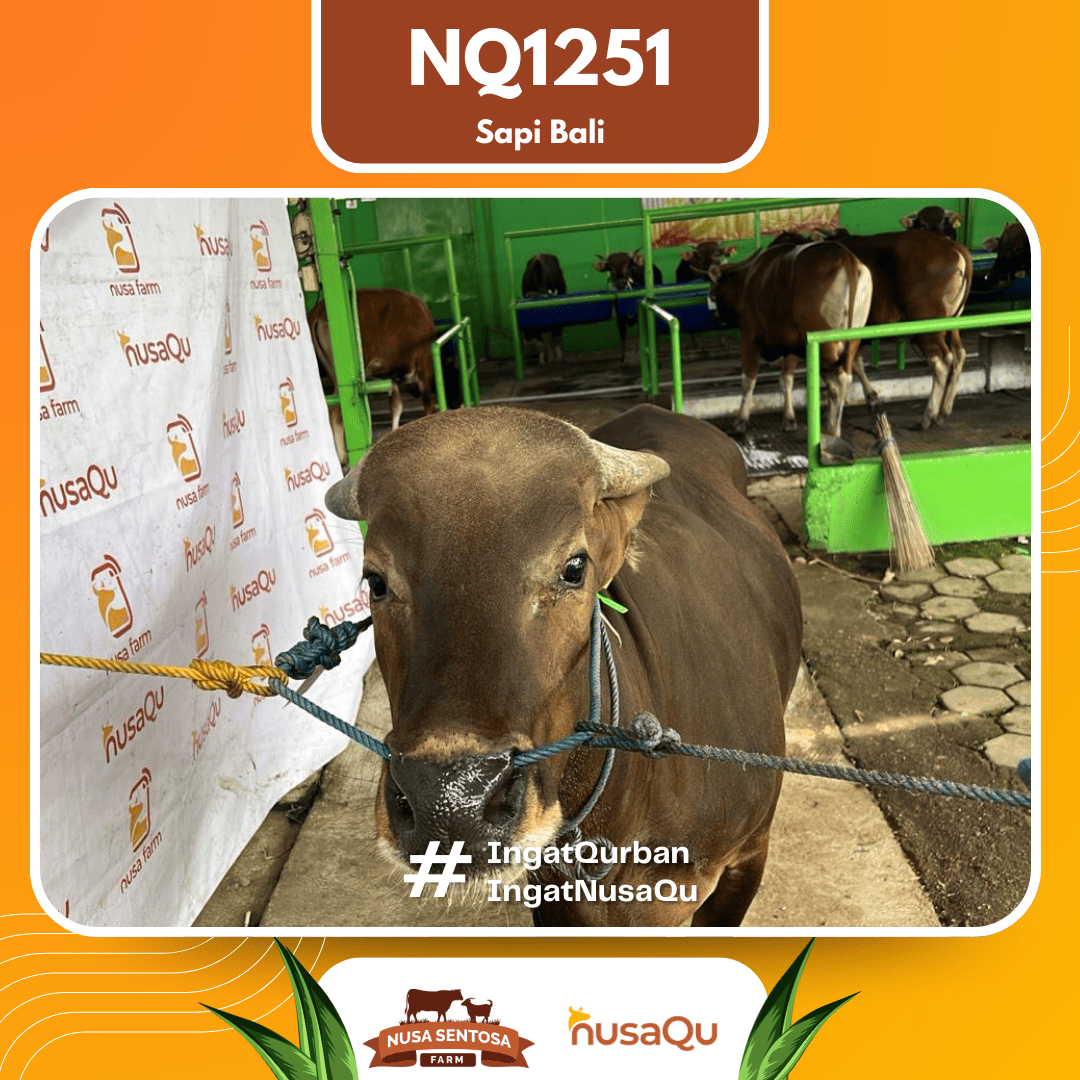 Sapi Sapi Bali NQ1251 2026 Bobot 402Kg foto 2