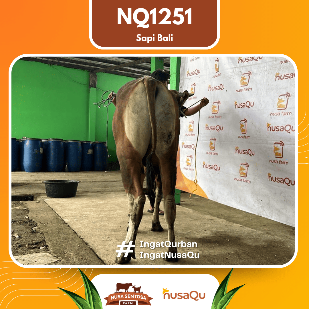 Sapi Sapi Bali NQ1251 2026 Bobot 402Kg foto 3