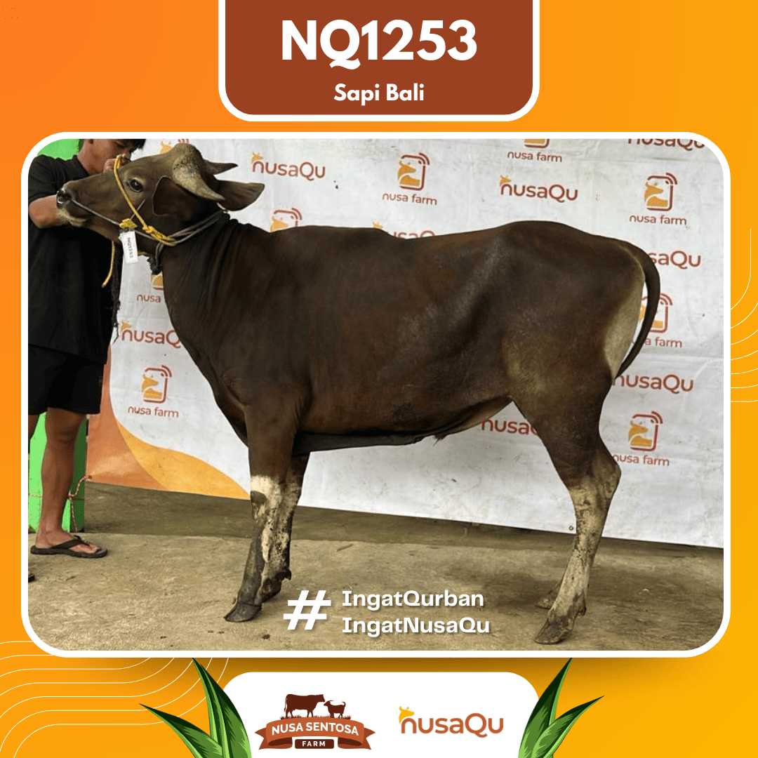 Sapi Sapi Bali NQ1253 2026 Bobot 378Kg