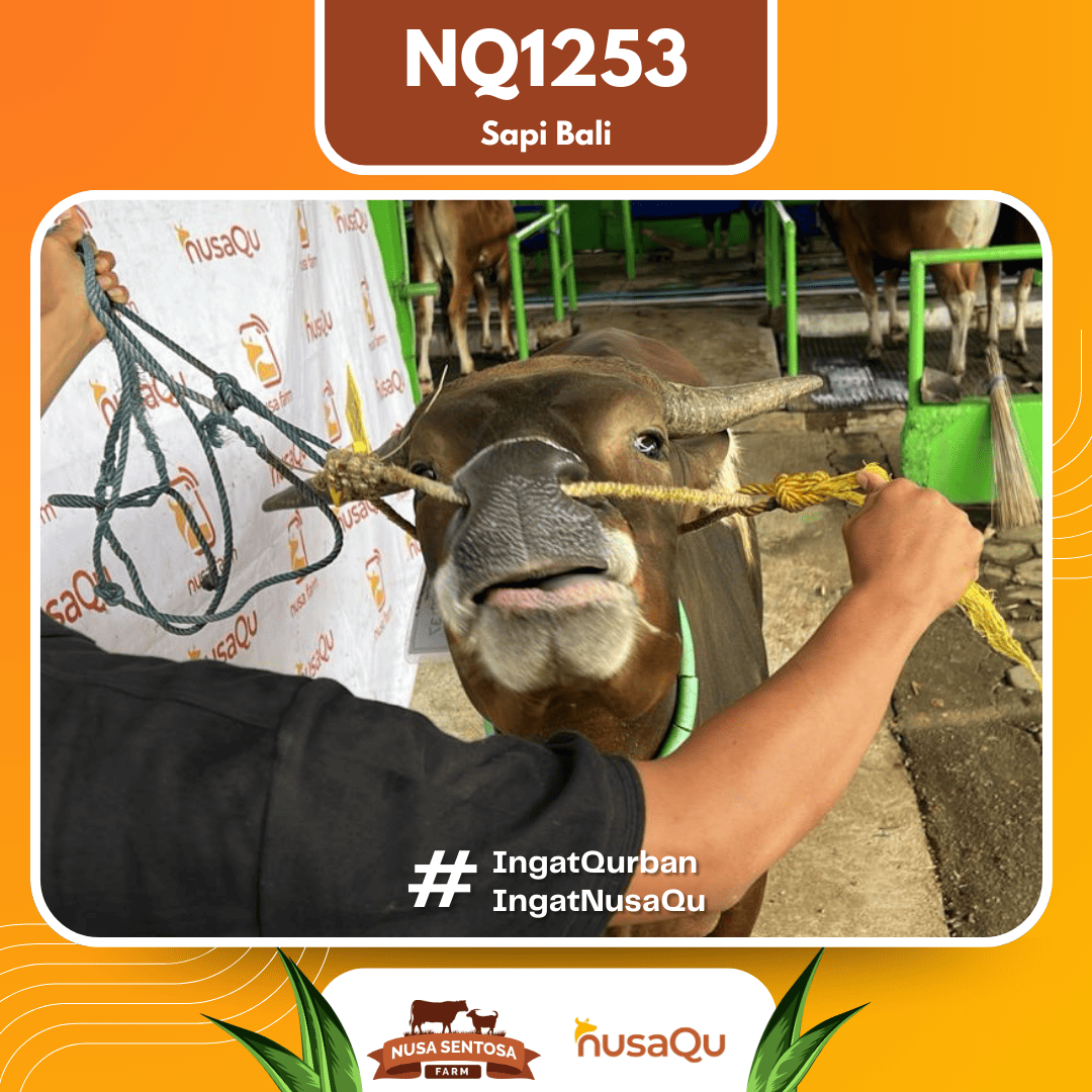 Sapi Sapi Bali NQ1253 2026 Bobot 378Kg foto 2
