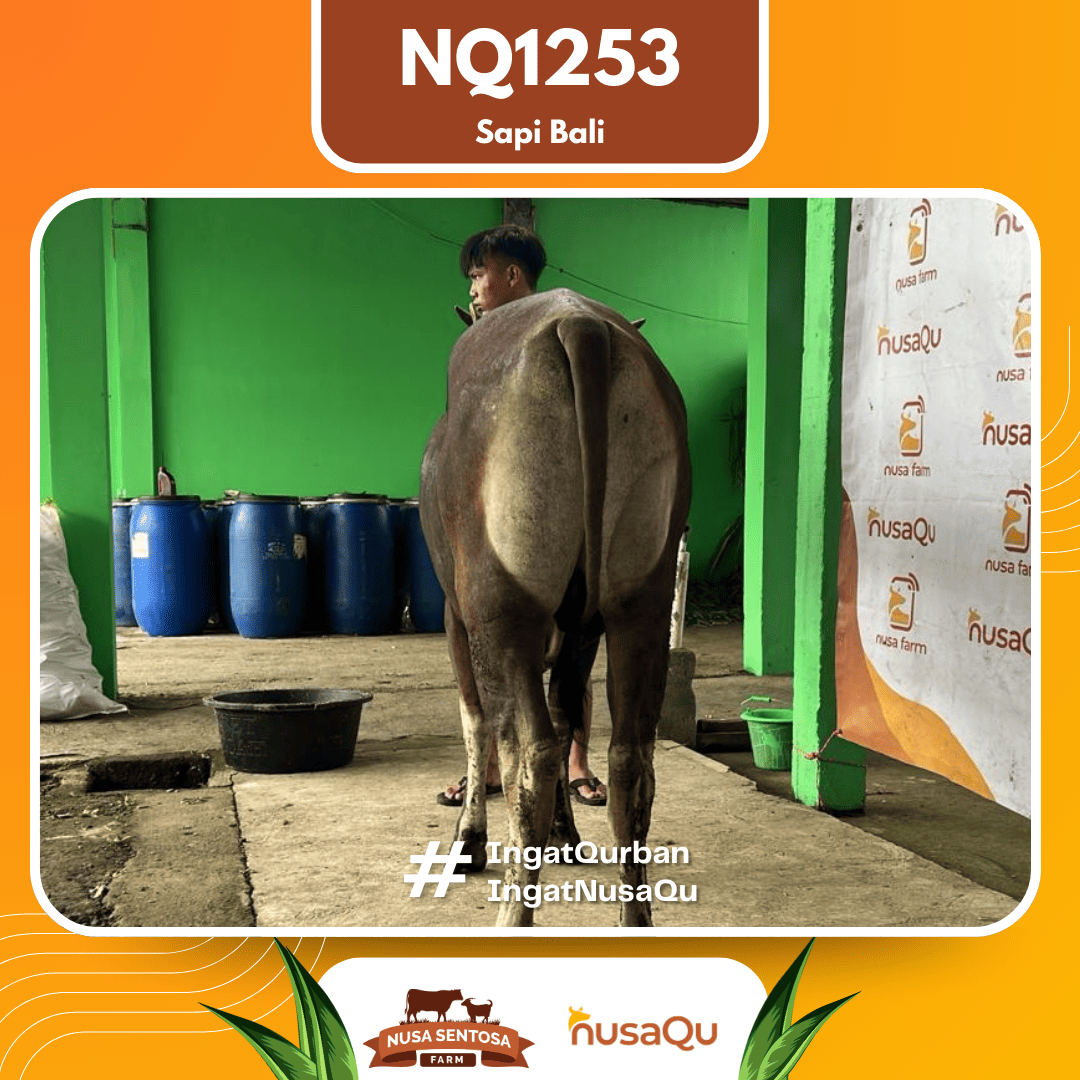 Sapi Sapi Bali NQ1253 2026 Bobot 378Kg foto 3