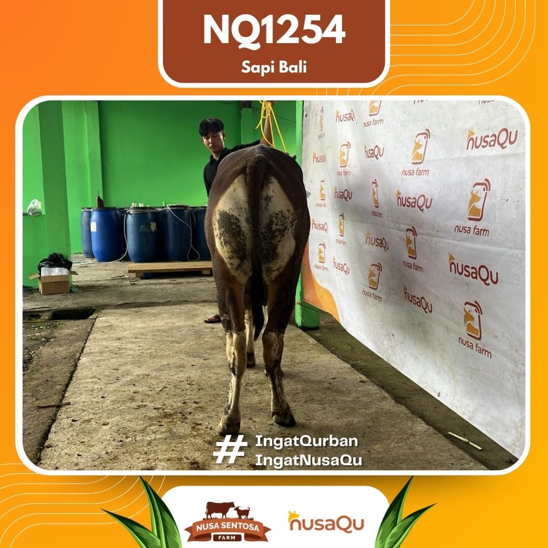 Sapi Sapi Bali NQ1254 2026 Bobot 379Kg foto 3
