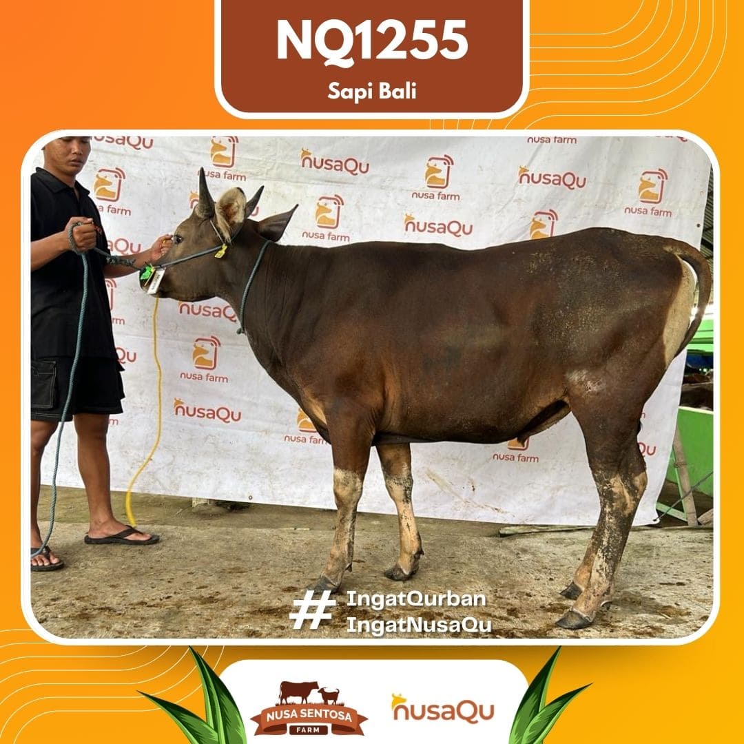 Sapi Sapi Bali NQ1255 2026 Bobot 385Kg