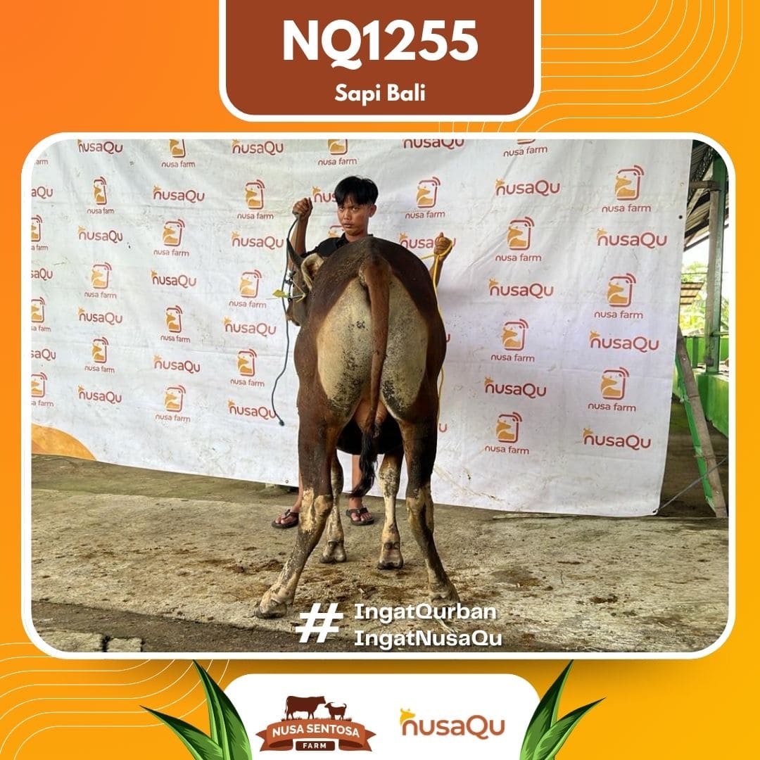 Sapi Sapi Bali NQ1255 2026 Bobot 385Kg foto 3