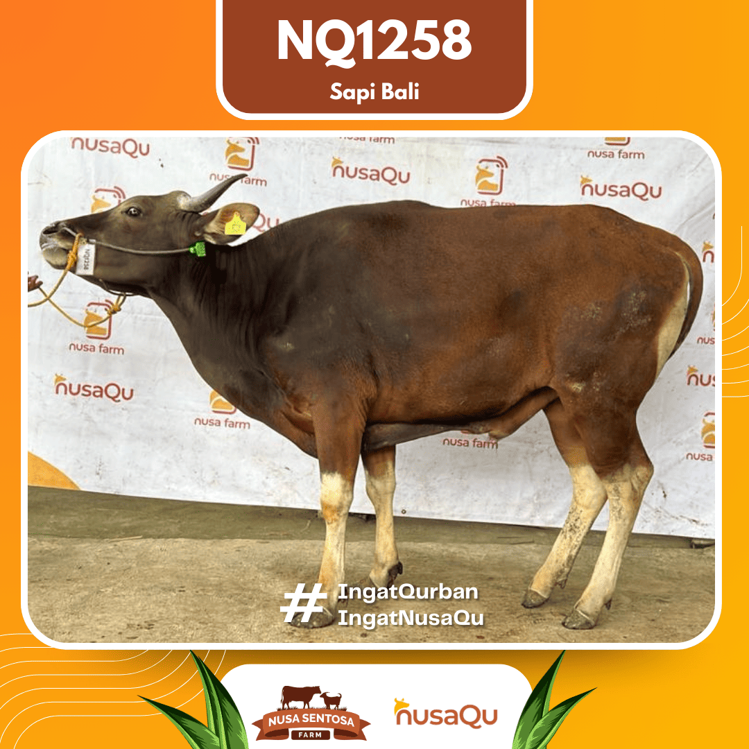 Sapi Sapi Bali NQ1258 2026 Bobot 375Kg