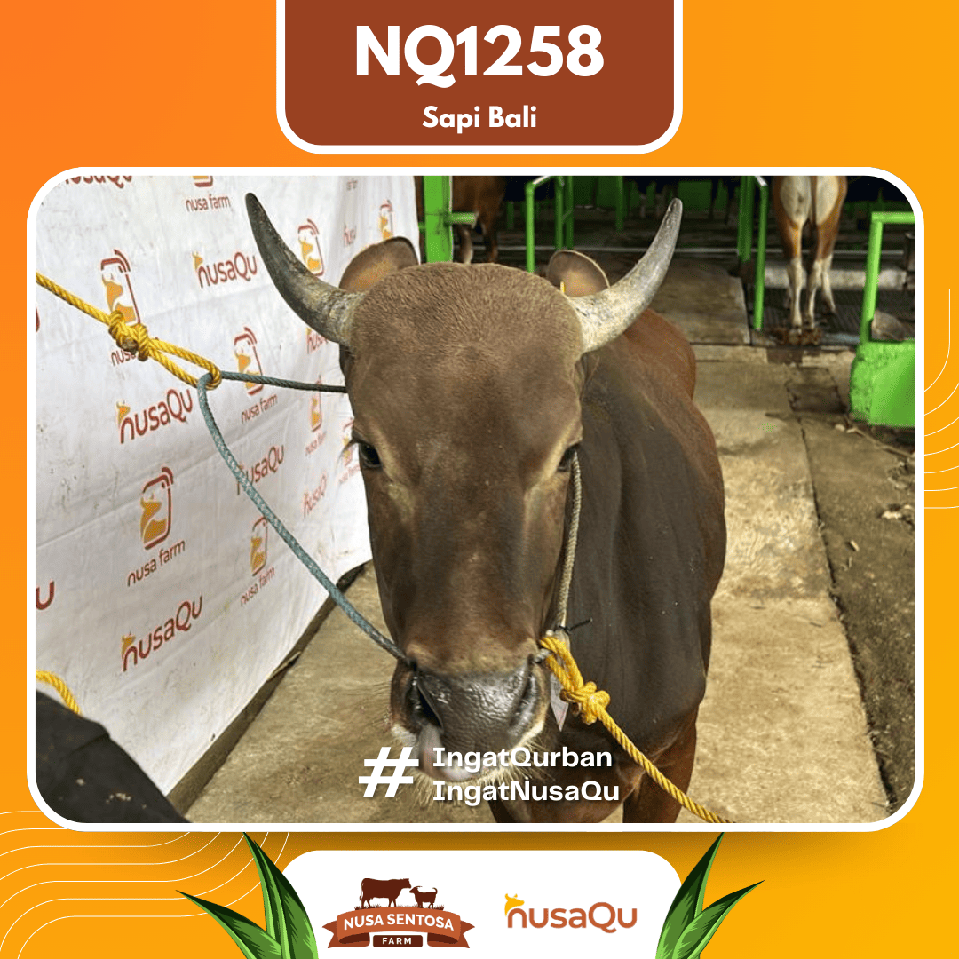 Sapi Sapi Bali NQ1258 2026 Bobot 375Kg foto 2